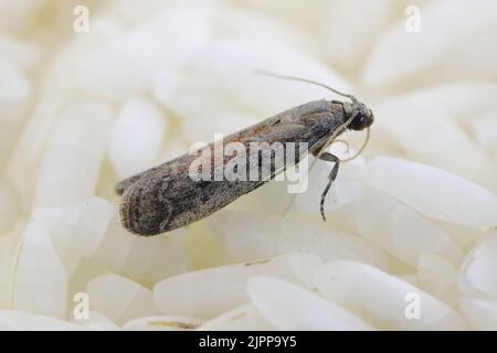 Detaillierte Nahaufnahme der kleinen Tabakmotte, Ephestia elutella - eine häufige Lebensmittelpest. Farbform mit roten Flächen an den Flügeln. Motte auf Reissamen. Stockfoto