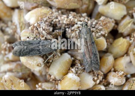 Detaillierte Nahaufnahme der kleinen Tabakmotte, Ephestia elutella - eine häufige Lebensmittelpest. Farbform mit roten Flächen an den Flügeln und grauen Flügeln. Stockfoto