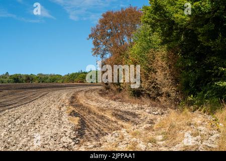 Wendover, Buckinghamshire, Großbritannien. 19.. August 2022. Die Nachwirkungen eines riesigen Feldfeuers in der Hale Lane, Wendover. Geräte und Besatzungen von 8 Feuerwehrkräften nahmen an dem Brand Teil, und rund 30 Hektar Stoppeln wurden durch den Brand zerstört. Viele Bäume wurden auch in dem Feuer gefangen, das eine Straße sprang und sich auf mehrere Felder ausbreitete, bevor es gelöscht wurde. Wendover Woods wurden als Vorsichtsmaßnahme evakuiert. Quelle: Maureen McLean/Alamy Live News Stockfoto