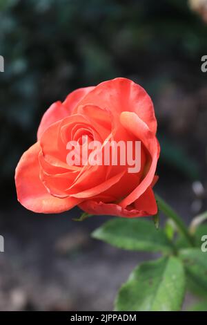 Ein genauerer Blick auf eine rosa Rose an einem sonnigen Tag Stockfoto