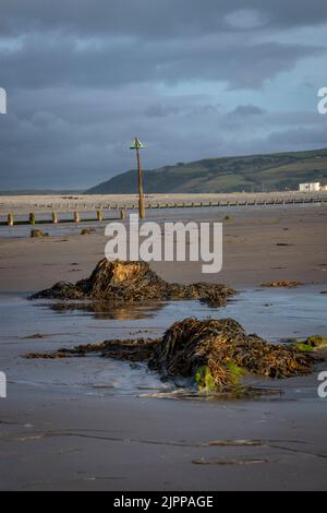 Der versteinerte Wald in borth Stockfoto