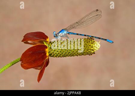 Eine gewöhnliche blaue Damselfliege, Enallagma cyathigerum, auf einer Wildblume im Metolius Basin, Central Oregon Cascade Mountains. Stockfoto