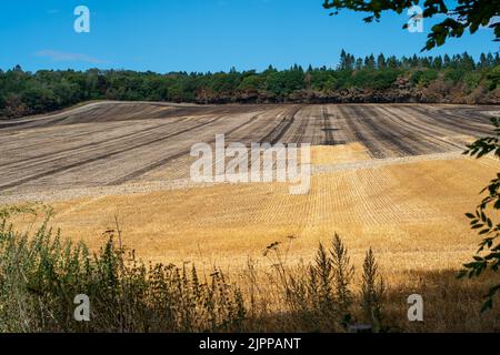 Wendover, Buckinghamshire, Großbritannien. 19.. August 2022. Die Nachwirkungen eines riesigen Feldfeuers in der Hale Lane, Wendover. Geräte und Besatzungen von 8 Feuerwehrkräften nahmen an dem Brand Teil, und rund 30 Hektar Stoppeln wurden durch den Brand zerstört. Viele Bäume wurden auch in dem Feuer gefangen, das eine Straße sprang und sich auf mehrere Felder ausbreitete, bevor es gelöscht wurde. Wendover Woods wurden als Vorsichtsmaßnahme evakuiert. Quelle: Maureen McLean/Alamy Live News Stockfoto