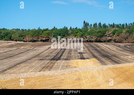 Wendover, Buckinghamshire, Großbritannien. 19.. August 2022. Die Nachwirkungen eines riesigen Feldfeuers in der Hale Lane, Wendover. Geräte und Besatzungen von 8 Feuerwehrkräften nahmen an dem Brand Teil, und rund 30 Hektar Stoppeln wurden durch den Brand zerstört. Viele Bäume wurden auch in dem Feuer gefangen, das eine Straße sprang und sich auf mehrere Felder ausbreitete, bevor es gelöscht wurde. Wendover Woods wurden als Vorsichtsmaßnahme evakuiert. Quelle: Maureen McLean/Alamy Live News Stockfoto