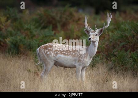 Europäischer Damhirsch, auch bekannt als gewöhnlicher Damhirsch Stockfoto