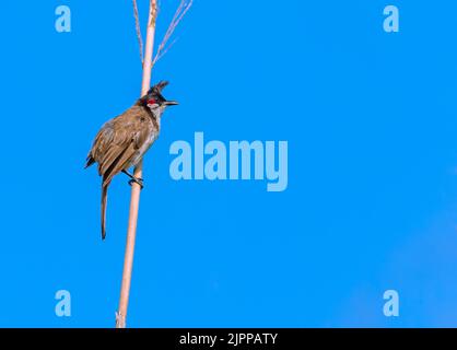 Red Whiskered Bulbul auf einem Zweig ruhend Stockfoto