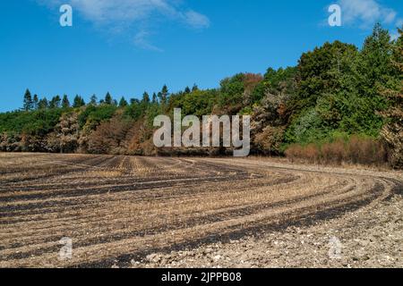 Wendover, Buckinghamshire, Großbritannien. 19.. August 2022. Die Nachwirkungen eines riesigen Feldfeuers in der Hale Lane, Wendover. Geräte und Besatzungen von 8 Feuerwehrkräften nahmen an dem Brand Teil, und rund 30 Hektar Stoppeln wurden durch den Brand zerstört. Viele Bäume wurden auch in dem Feuer gefangen, das eine Straße sprang und sich auf mehrere Felder ausbreitete, bevor es gelöscht wurde. Wendover Woods wurden als Vorsichtsmaßnahme evakuiert. Quelle: Maureen McLean/Alamy Live News Stockfoto