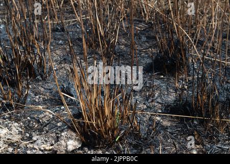 Wendover, Buckinghamshire, Großbritannien. 19.. August 2022. Die Nachwirkungen eines riesigen Feldfeuers in der Hale Lane, Wendover. Geräte und Besatzungen von 8 Feuerwehrkräften nahmen an dem Brand Teil, und rund 30 Hektar Stoppeln wurden durch den Brand zerstört. Viele Bäume wurden auch in dem Feuer gefangen, das eine Straße sprang und sich auf mehrere Felder ausbreitete, bevor es gelöscht wurde. Wendover Woods wurden als Vorsichtsmaßnahme evakuiert. Quelle: Maureen McLean/Alamy Live News Stockfoto