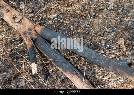 Wendover, Buckinghamshire, Großbritannien. 19.. August 2022. Die Nachwirkungen eines riesigen Feldfeuers in der Hale Lane, Wendover. Geräte und Besatzungen von 8 Feuerwehrkräften nahmen an dem Brand Teil, und rund 30 Hektar Stoppeln wurden durch den Brand zerstört. Viele Bäume wurden auch in dem Feuer gefangen, das eine Straße sprang und sich auf mehrere Felder ausbreitete, bevor es gelöscht wurde. Wendover Woods wurden als Vorsichtsmaßnahme evakuiert. Quelle: Maureen McLean/Alamy Live News Stockfoto