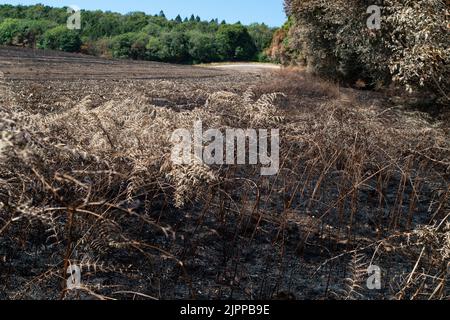 Wendover, Buckinghamshire, Großbritannien. 19.. August 2022. Die Nachwirkungen eines riesigen Feldfeuers in der Hale Lane, Wendover. Geräte und Besatzungen von 8 Feuerwehrkräften nahmen an dem Brand Teil, und rund 30 Hektar Stoppeln wurden durch den Brand zerstört. Viele Bäume wurden auch in dem Feuer gefangen, das eine Straße sprang und sich auf mehrere Felder ausbreitete, bevor es gelöscht wurde. Wendover Woods wurden als Vorsichtsmaßnahme evakuiert. Quelle: Maureen McLean/Alamy Live News Stockfoto