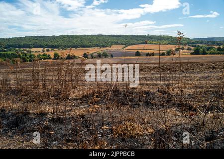 Wendover, Buckinghamshire, Großbritannien. 19.. August 2022. Die Nachwirkungen eines riesigen Feldfeuers in der Hale Lane, Wendover. Geräte und Besatzungen von 8 Feuerwehrkräften nahmen an dem Brand Teil, und rund 30 Hektar Stoppeln wurden durch den Brand zerstört. Viele Bäume wurden auch in dem Feuer gefangen, das eine Straße sprang und sich auf mehrere Felder ausbreitete, bevor es gelöscht wurde. Wendover Woods wurden als Vorsichtsmaßnahme evakuiert. Quelle: Maureen McLean/Alamy Live News Stockfoto