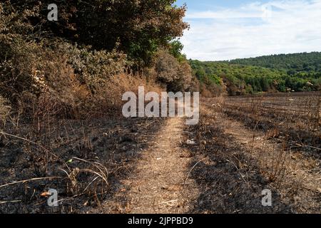 Wendover, Buckinghamshire, Großbritannien. 19.. August 2022. Die Nachwirkungen eines riesigen Feldfeuers in der Hale Lane, Wendover. Geräte und Besatzungen von 8 Feuerwehrkräften nahmen an dem Brand Teil, und rund 30 Hektar Stoppeln wurden durch den Brand zerstört. Viele Bäume wurden auch in dem Feuer gefangen, das eine Straße sprang und sich auf mehrere Felder ausbreitete, bevor es gelöscht wurde. Wendover Woods wurden als Vorsichtsmaßnahme evakuiert. Quelle: Maureen McLean/Alamy Live News Stockfoto