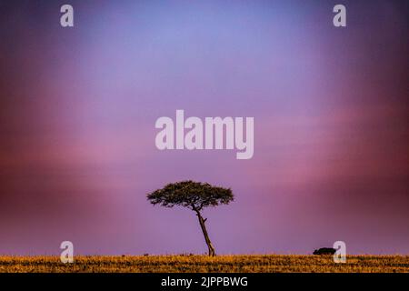 Kenianische Landschaften Lone Trees Buffalo Walking Spaziergänge Savannah Grasland Narok County Great Rift Valley Maasai Mara National Reserve Park Travel Docu Stockfoto