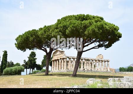 PAESTUM, ITALIEN - 22. JUNI 2022: Wunderschöne Pinien und der Tempel der Athene, erbaut c. 500 v. Chr., in der antiken griechischen Stadt Paestum in Süditalien Stockfoto