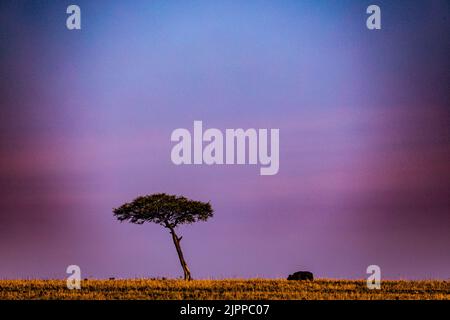 Kenianische Landschaften Lone Trees Buffalo Walking Spaziergänge Savannah Grasland Narok County Great Rift Valley Maasai Mara National Reserve Park Travel Docu Stockfoto