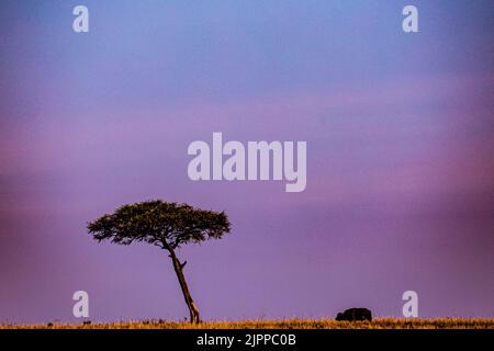 Kenianische Landschaften Lone Trees Buffalo Walking Spaziergänge Savannah Grasland Narok County Great Rift Valley Maasai Mara National Reserve Park Travel Docu Stockfoto