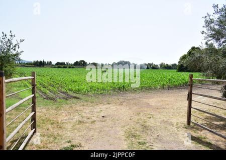 PAESTUM, ITALIEN - 22. JUNI 2022: Grüne Felder in Kampanien, Süditalien. Stockfoto