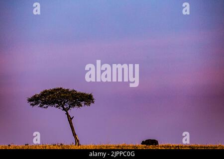 Kenianische Landschaften Lone Trees Buffalo Walking Spaziergänge Savannah Grasland Narok County Great Rift Valley Maasai Mara National Reserve Park Travel Docu Stockfoto