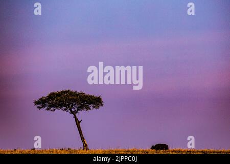 Kenianische Landschaften Lone Trees Buffalo Walking Spaziergänge Savannah Grasland Narok County Great Rift Valley Maasai Mara National Reserve Park Travel Docu Stockfoto