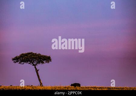 Kenianische Landschaften Lone Trees Buffalo Walking Spaziergänge Savannah Grasland Narok County Great Rift Valley Maasai Mara National Reserve Park Travel Docu Stockfoto