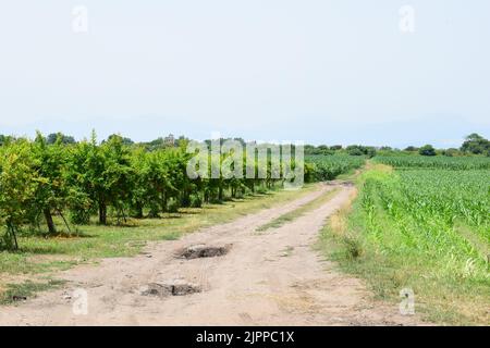 PAESTUM, ITALIEN - 22. JUNI 2022: Ein unbefestigte Straße und grüne Felder in der Region Kampanien, Süditalien. Stockfoto