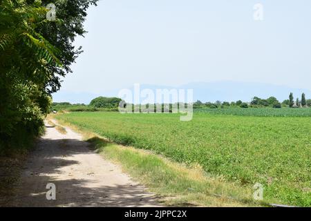 PAESTUM, ITALIEN - 22. JUNI 2022: Grüne Felder in Kampanien, Süditalien. Stockfoto