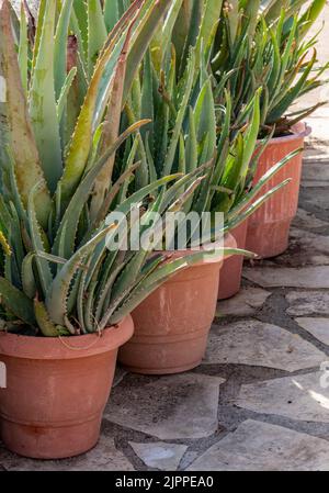 Große Sukkulenten oder Pflanzen in Terrakotta-Töpfen zum Verkauf in einem Gartencenter, große Kakteen in Terrakotta-Töpfen zum Verkauf, Topfpflanzen in einer Reihe. Stockfoto