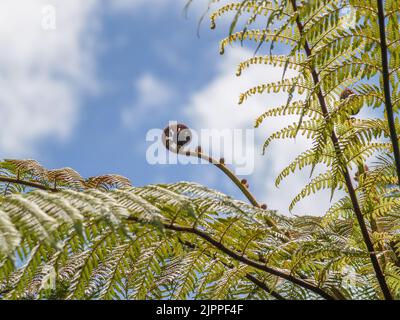 Neuer Spross von Farnwedel, der zwischen reifen Wedeln auf neuseeländischem Baumfarn wächst. Stockfoto