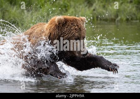 Alaskan Braunbär lunging in einem Versuch, Lachs am Mikfik Creek in McNeil River State Game Sanctuary und Refuge zu fangen Stockfoto