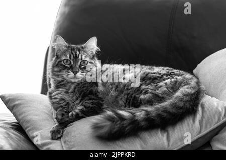 Eine Graustufe einer wunderschönen Katze, die in einem Raum chillt Stockfoto