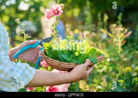 Ernte von Minzblättern, Frauenhänden mit Beschneiter und Weidenplatte im Garten Stockfoto