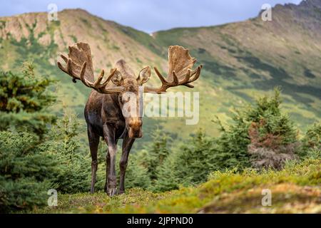 Bullmoose in Velvet Stockfoto