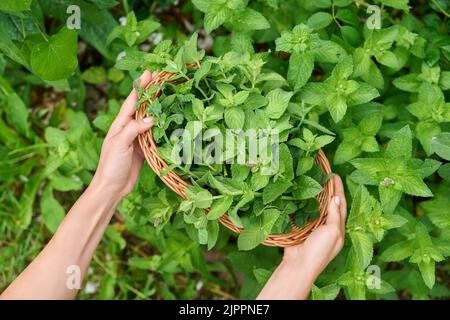 Ernte von Minzblättern, Frauenhänden mit Beschneiter und Weidenplatte im Garten Stockfoto