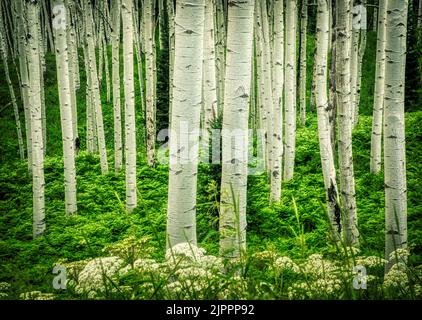 Apsen Groves in Colorado Stockfoto