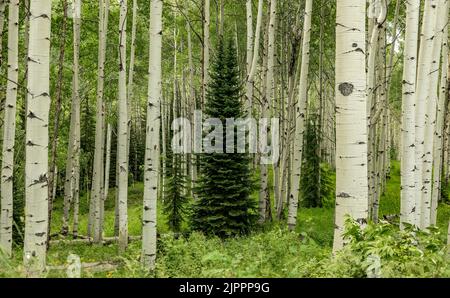 Apsen Groves in Colorado Stockfoto