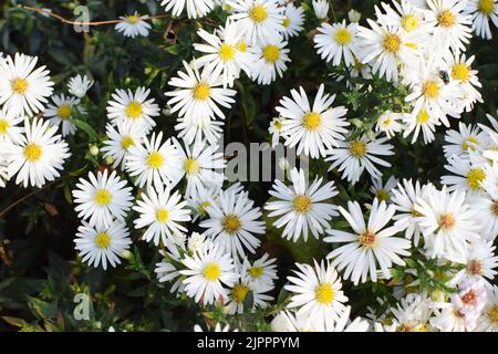 Blumengarten im Herbst. Weiße Blüten von Aster oder Aster novi-belgii (lat. Symphyotrichum novi-belgii) Nahaufnahme. Floraler Hintergrund. Straßengartenarbeit. Stockfoto