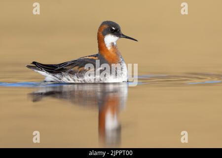 Phalarope (Phalaropus lobatus), Seitenansicht eines erwachsenen Weibchens beim Schwimmen, westliche Region, Island Stockfoto