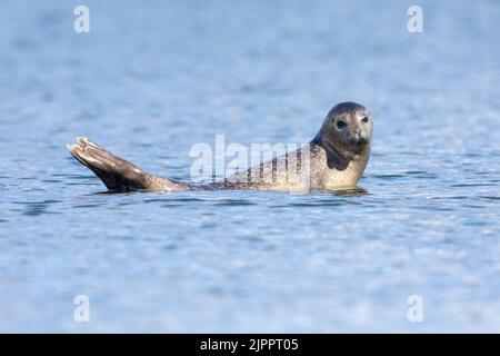 Hafensiegel (Phoca vitulina), Erwachsener, der auf einem Felsen ruht, Südliche Region, Island Stockfoto