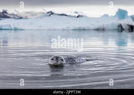 Hafenrobbe (Phoca vitulina), Welpen im seichten Wasser mit Eisbergen im Hintergrund, Südliche Region, Island Stockfoto