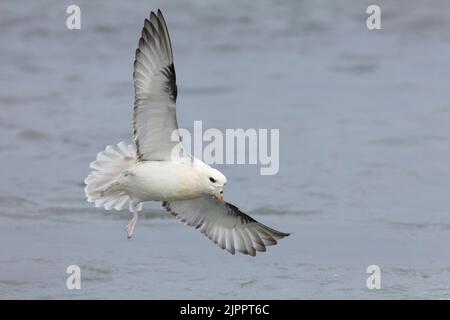 Nördlicher Fulmar (Fulmarus glacialis), Erwachsener im Flug mit Unterteilen, westliche Region, Island Stockfoto