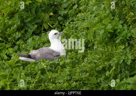 Nördlicher Fulmar (Fulmarus glacialis), Erwachsener, der auf dem Nest sitzt, westliche Region, Island Stockfoto