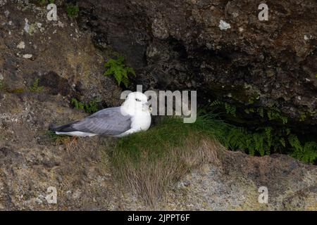 Nördlicher Fulmar (Fulmarus glacialis), Erwachsener, der auf dem Nest sitzt, westliche Region, Island Stockfoto