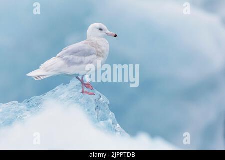 Wassermöwe (Larus hyperboreus leuceretes), Seitenansicht einer unreifen, auf einem Eisberg stehenden Möwe, westliche Region, Island Stockfoto