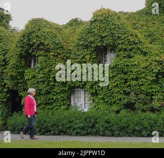 Der Virginia Creeper auf den Teestuben in Llanwrst, Nordwales lässt das Cottage wütend auf einen Kunden aussehen, der nicht in das Cottage aus dem 15. Jahrhundert kommt, das vollständig von der Anlage im TU Hwnt i'r Bont (hinter der Brücke) Restaurant PIC MIKE WALKER, 2011 bedeckt ist Stockfoto