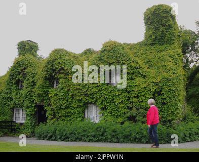 Der Virginia Creeper auf den Teestuben in Llanwrst, Nordwales lässt das Cottage wütend auf einen Kunden aussehen, der nicht in das Cottage aus dem 15. Jahrhundert kommt, das vollständig von der Anlage im TU Hwnt i'r Bont (hinter der Brücke) Restaurant PIC MIKE WALKER, 2011 bedeckt ist Stockfoto