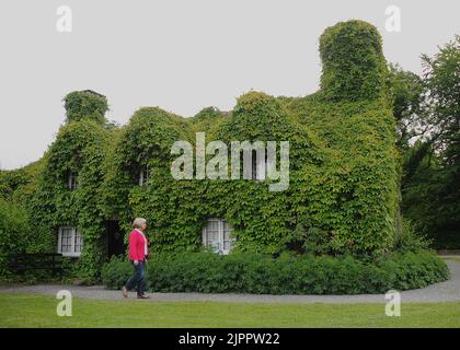 Der Virginia Creeper auf den Teestuben in Llanwrst, Nordwales lässt das Cottage wütend auf einen Kunden aussehen, der nicht in das Cottage aus dem 15. Jahrhundert kommt, das vollständig von der Anlage im TU Hwnt i'r Bont (hinter der Brücke) Restaurant PIC MIKE WALKER, 2011 bedeckt ist Stockfoto