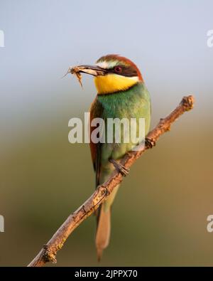 Europäischer Bienenfresser (Merops apiaster), der auf einem Ast mit einem Insekt im Schnabel steht und nach links schaut. Koros-Maros-Nationalpark, Ungarn Stockfoto