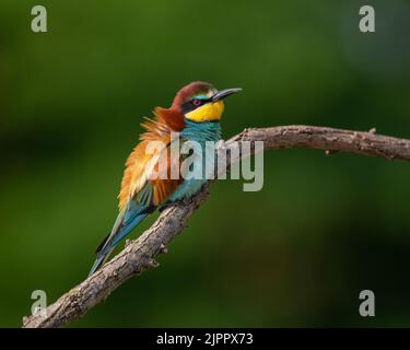 Europäischer Bienenfresser (Merops apiaster), der auf einem Ast steht und seine Federn kräuselt. Koros-Maros-Nationalpark, Ungarn Stockfoto