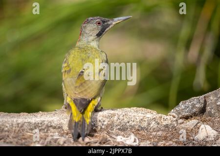 Ein junger iberischer Grünspecht (Picus sharpei) auf Racks im Grasland, Andalusien, Spanien Stockfoto