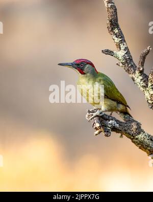 Ein iberischer Grünspecht (Picus sharpei), der auf einem Ast eines toten Baumes mit einem Hintergrund von Weitsicht-Grasland in goldenem Licht, Andalusien, ragt Stockfoto